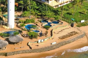 Das TAMAR Projekt zum Schutz von bedrohten Meeresschildkröten in Praia do Forte, Bahia